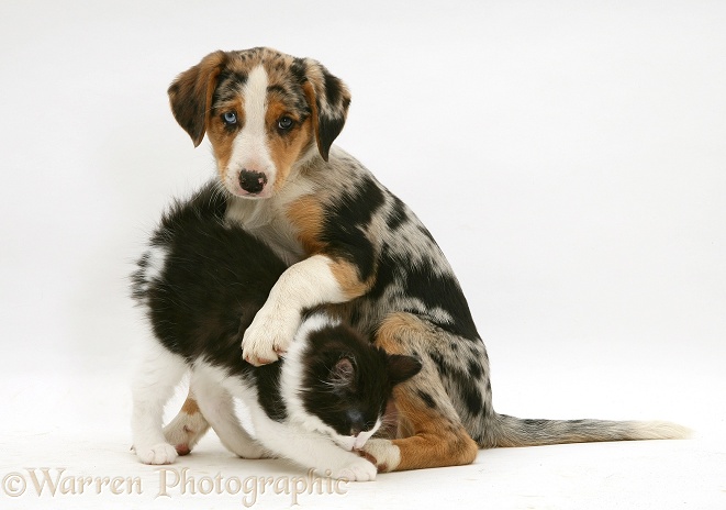 Black-and-white Nancy kitten with merle Border Collie pup, Kylie, 8 weeks old, white background