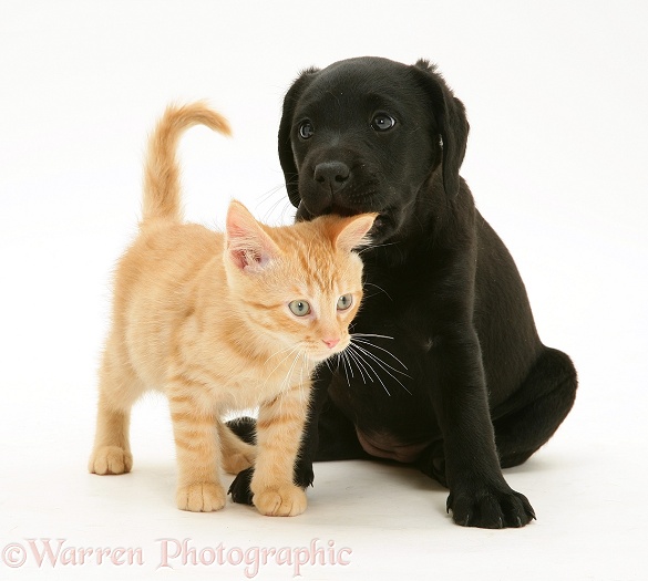 Black Labrador Retriever pup, 8 weeks old, with ginger kitten, white background