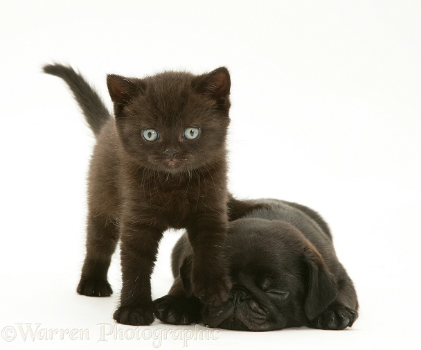 Black Pug pup, Victor, with black kitten, Panther, white background
