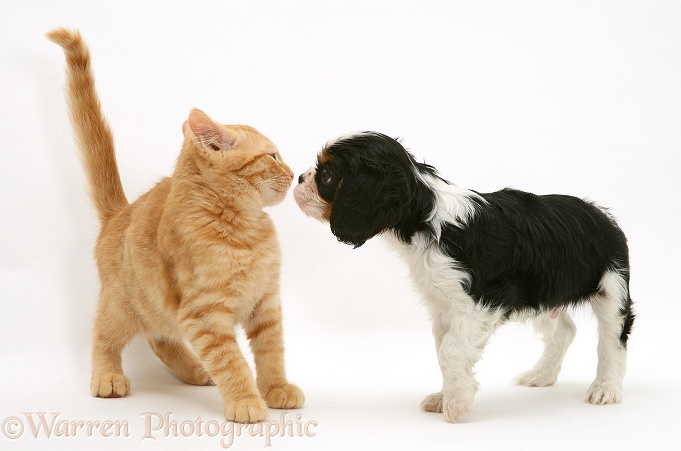 Cavalier King Charles Spaniel pup with ginger cat, white background