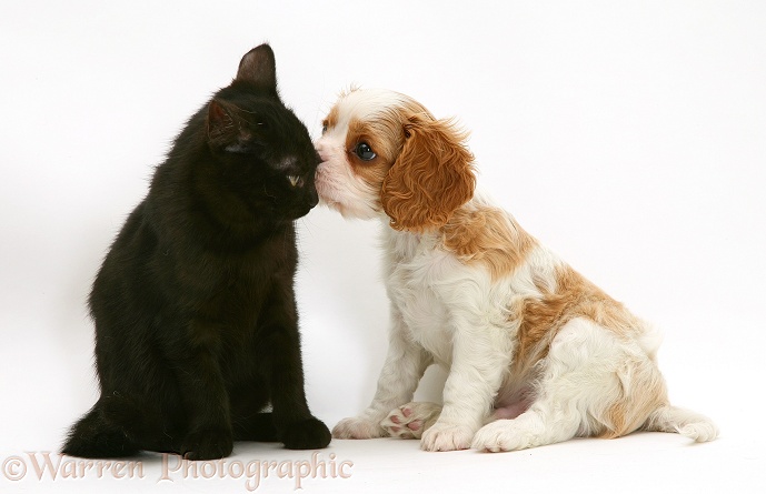 Cavalier King Charles Spaniel pup with a black cat, white background