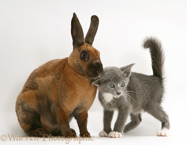 Blue-and-white Burmese-cross kitten, Levi, with sooty-fawn dwarf Rex rabbit, white background