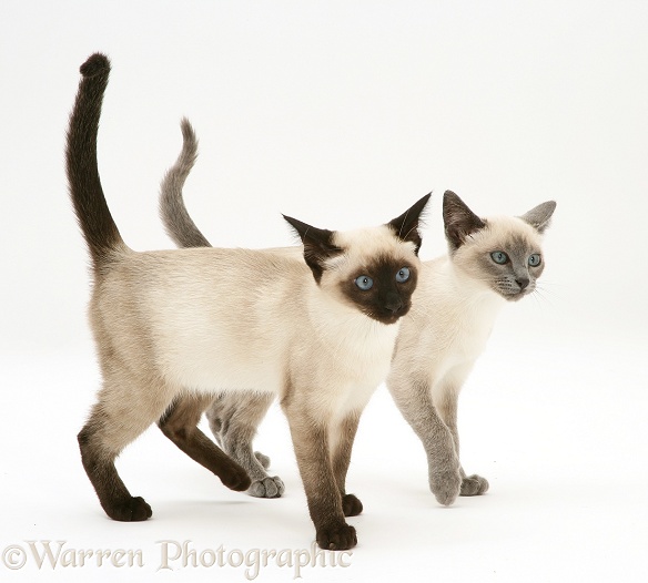 Seal-point and Blue-point Siamese kittens walking together, white background