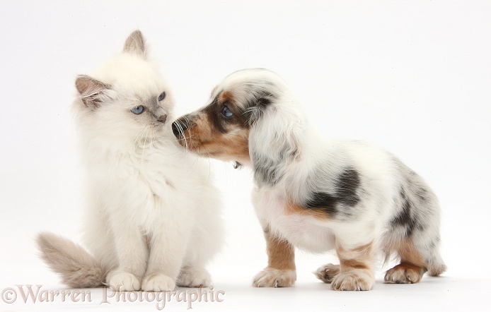 Blue-point kitten and silver double dapple Dachshund pup, Lacy, 8 weeks old, white background