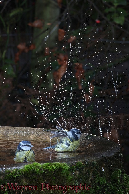 Blue Tit (Parus caeruleus) bathing lit by strobe lighting