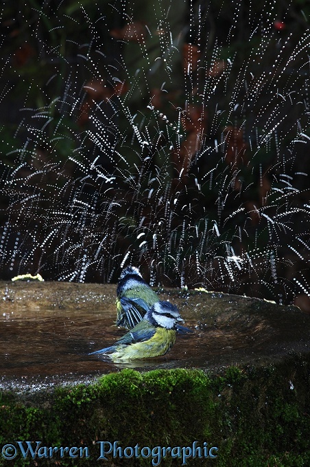 Blue Tit (Parus caeruleus) bathing lit by strobe lighting