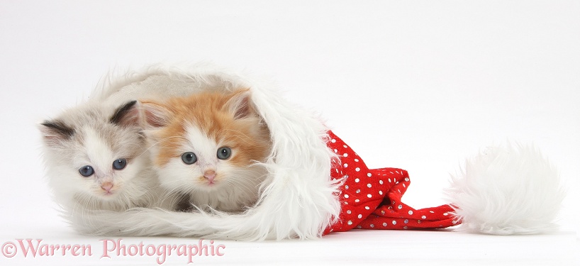 Two kittens in a Father Christmas hat, white background