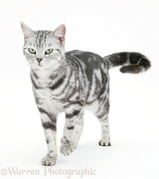 Silver tabby cat, Zelda, walking, white background