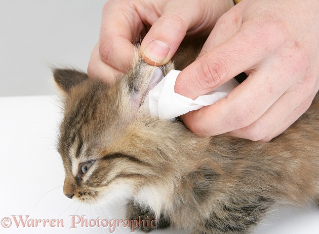 Wiping the ear of a tabby Maine Coon kitten, white background
