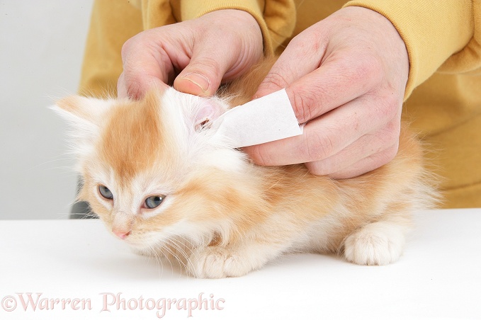 Wiping the ear of a ginger Maine Coon kitten, white background