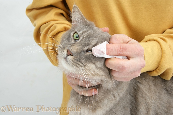 Wiping the eye of Maine Coon female cat, Serafin, white background