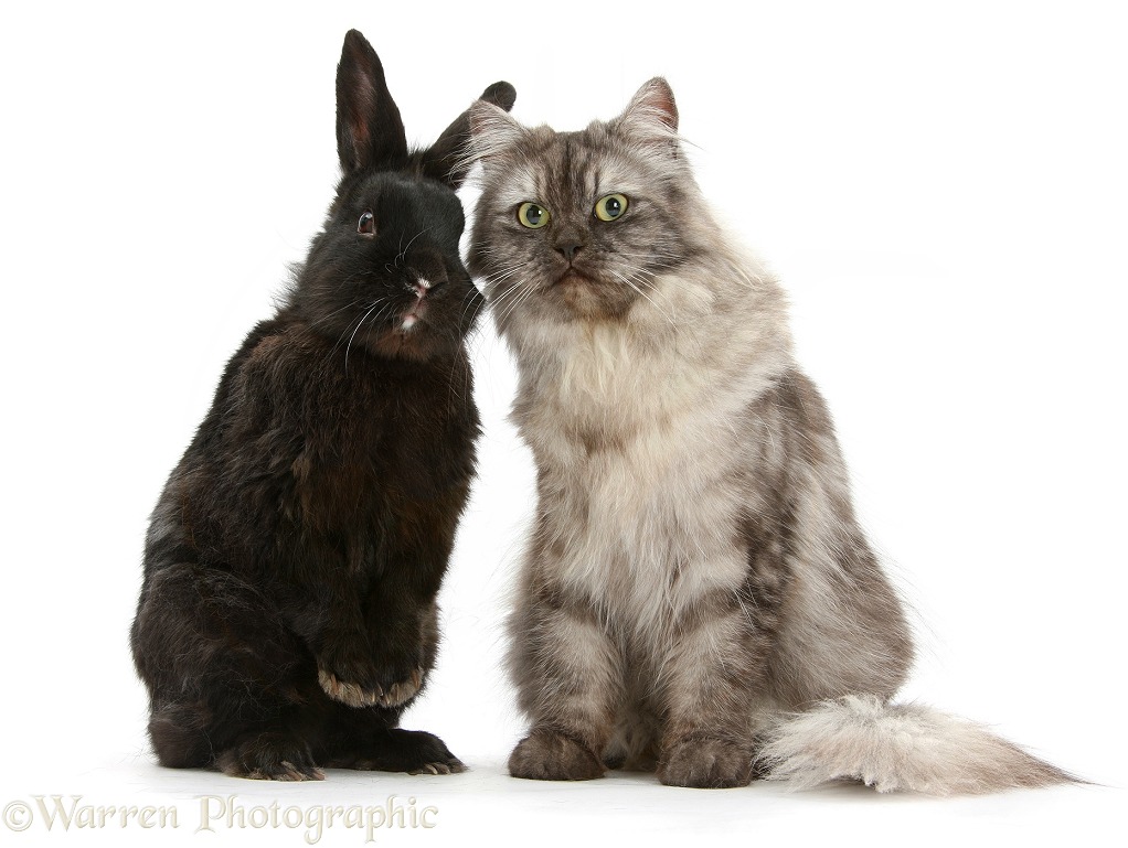 Persian x Birman female cat, Forrest, 2 years old, with black rabbit, white background