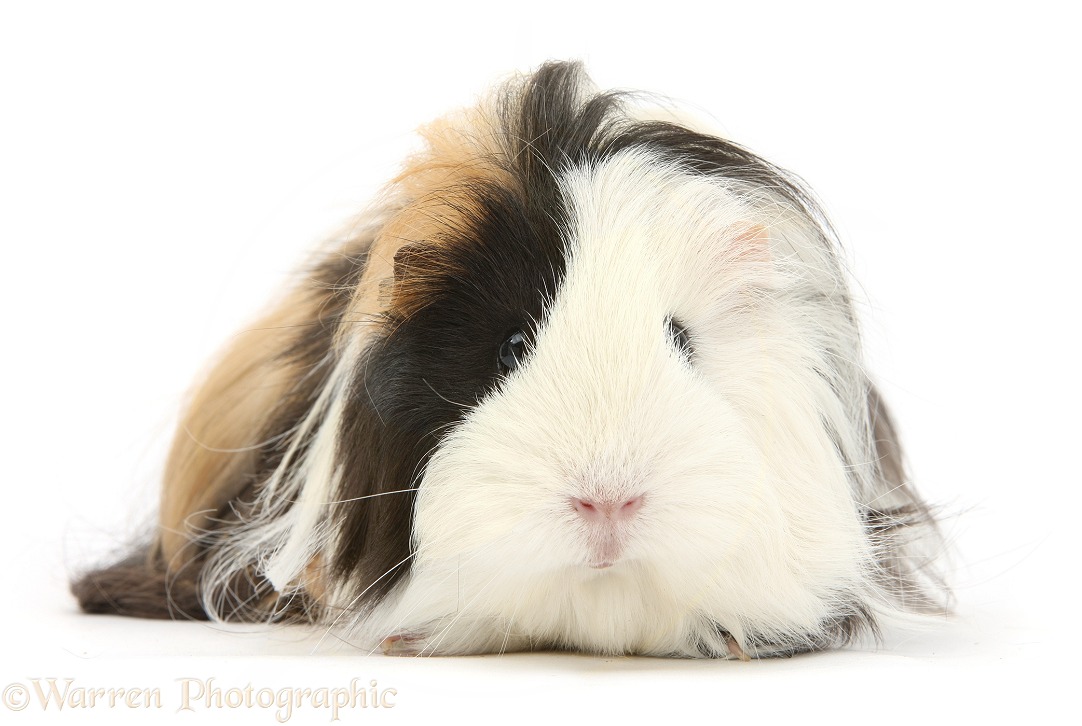 Long-haired Guinea pig, white background