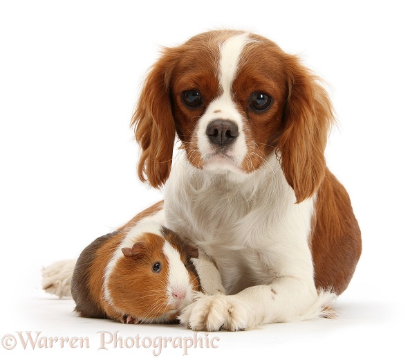 Cavalier King Charles Spaniel bitch, Sadie, 1 year old, with Guinea pig, Amelia, white background