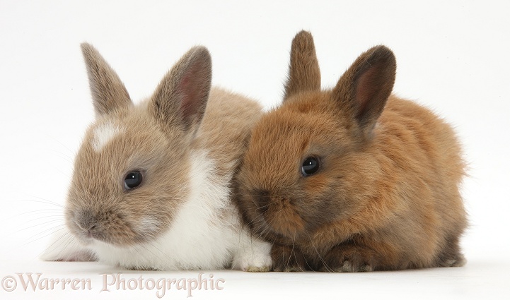 Baby rabbits, white background