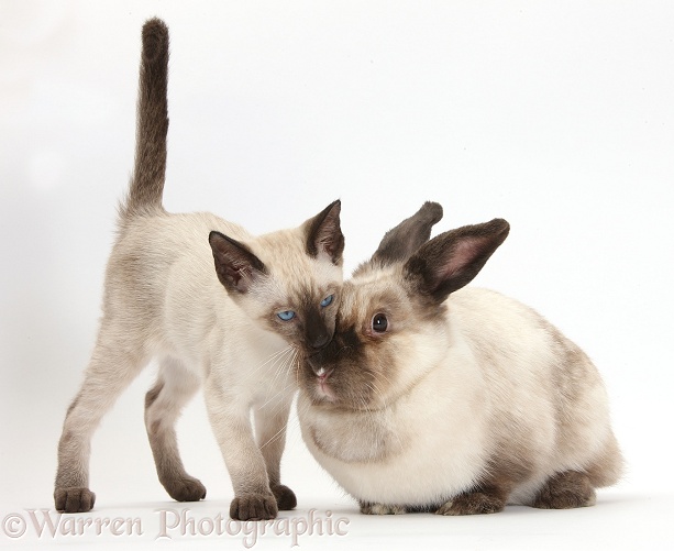 Colourpoint rabbit and Siamese kitten, 10 weeks old, white background