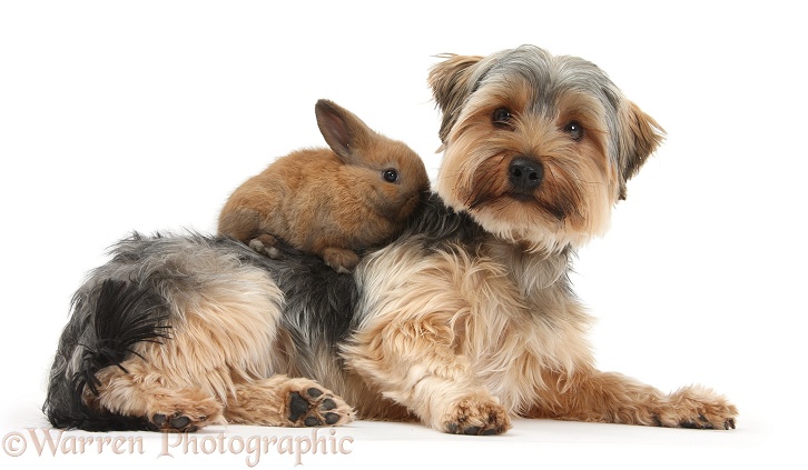 Yorkshire Terrier dog, Dillon, 16 months old, and baby rabbit, white background
