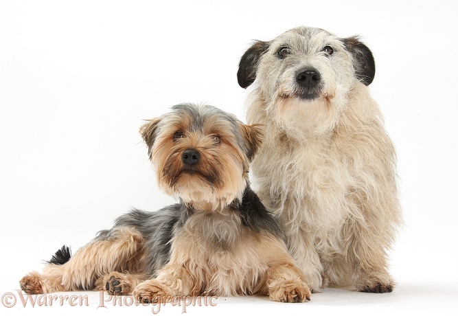 Yorkshire Terrier dog, Dillon, 16 months old, and Patterdale x Jack Russell Terrier dog, Jorge, white background