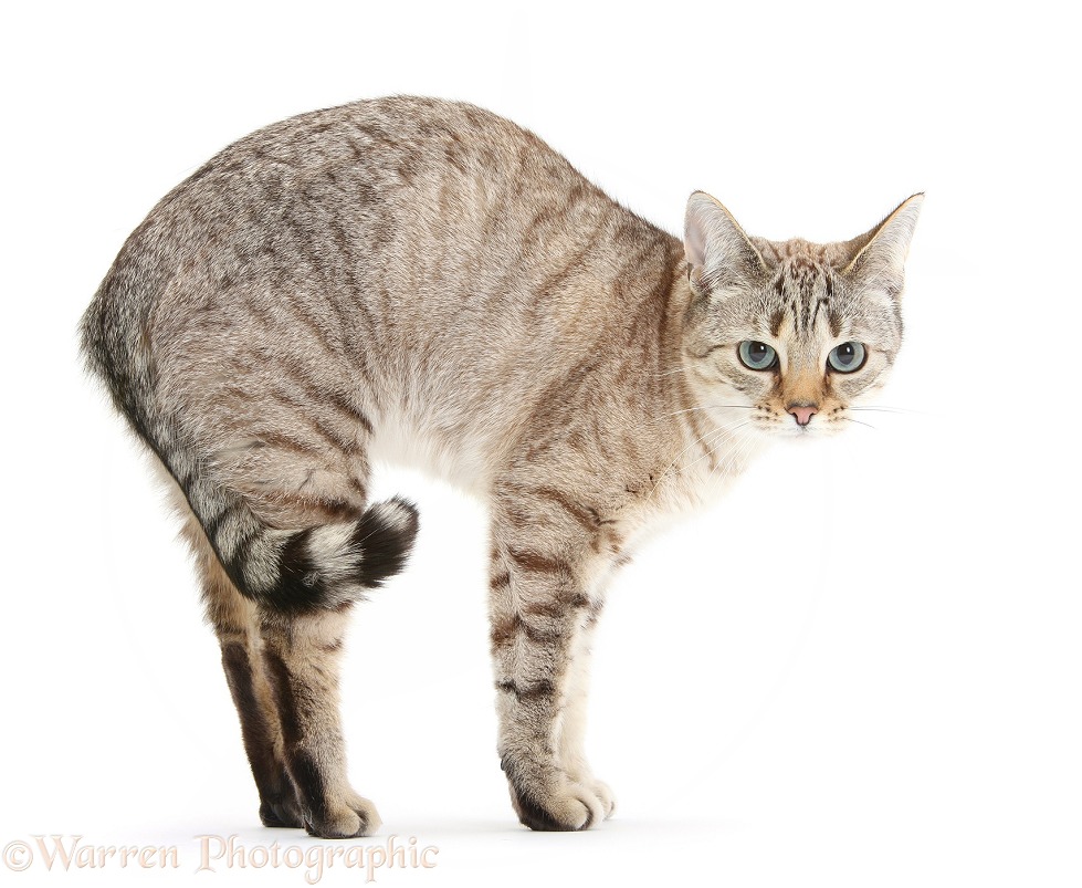 Sepia Snow Bengal-cross female cat, Lilli, 3 years old, arching her back, white background