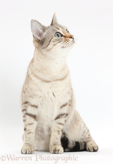 Sepia Snow Bengal-cross female cat, Lilli, 3 years old, sitting, white background