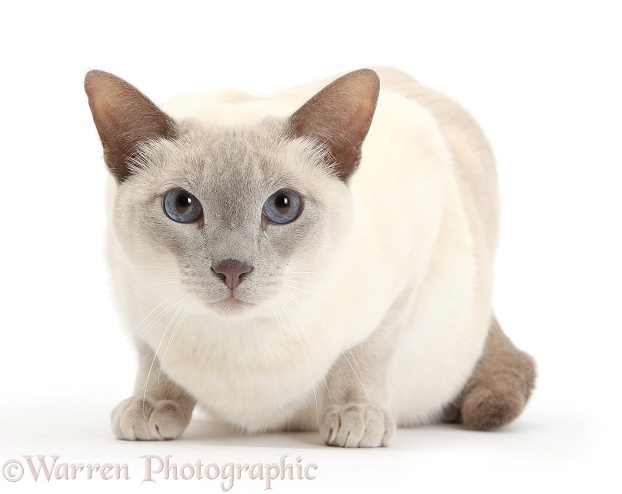 Siamese-cross cat, Isaac, white background