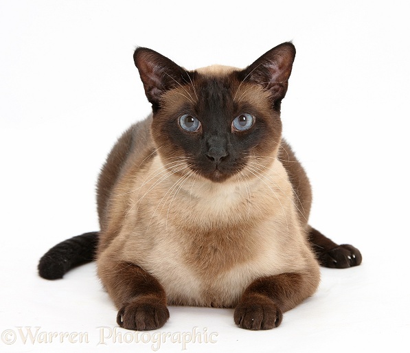 Seal point Siamese-cross cat, Chico, white background