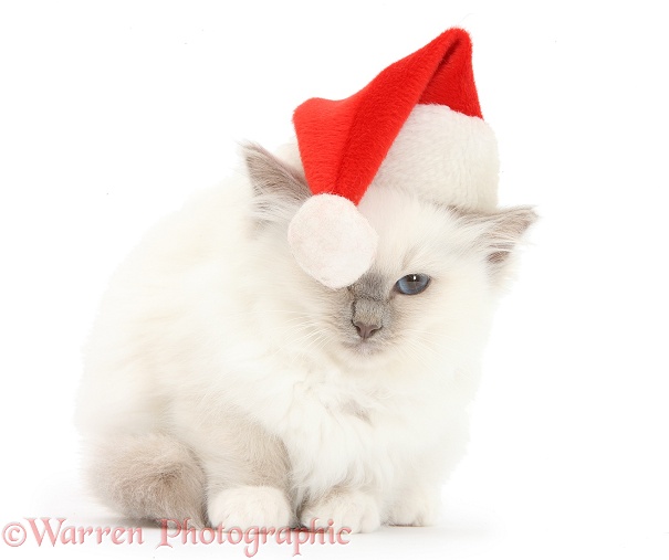 Blue-point kitten wearing a Father Christmas hat, white background