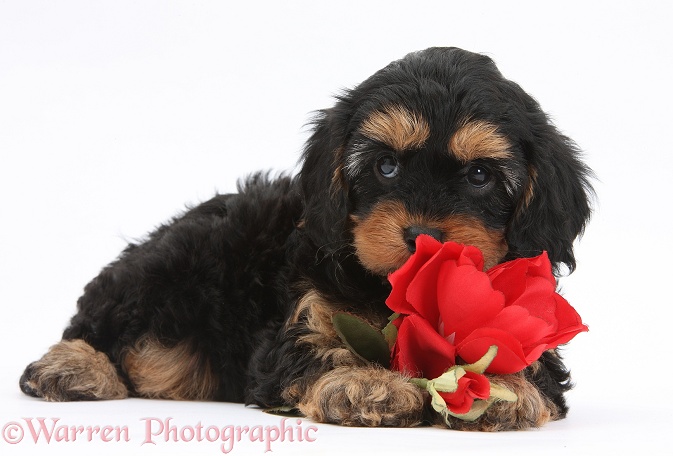Cavapoo pup with a red rose, white background
