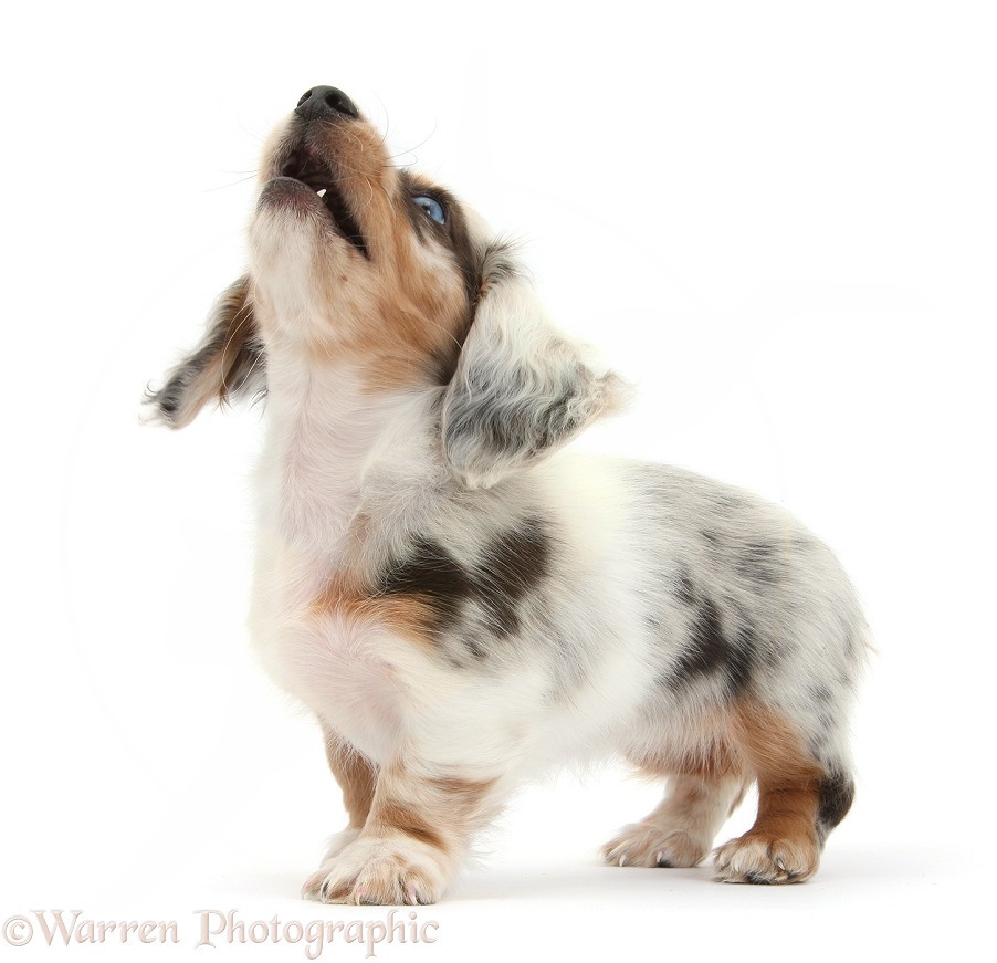 Silver double dapple Dachshund pup, Lacy, 8 weeks old, barking, white background