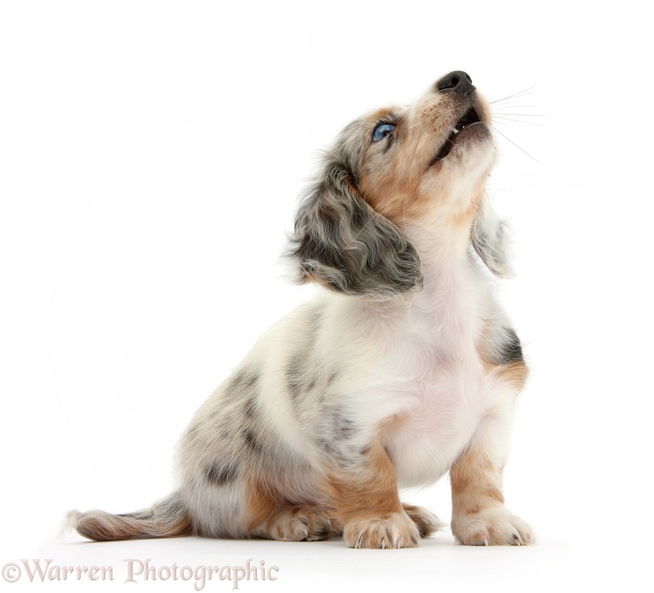 Silver double dapple Dachshund pup, Lacy, 8 weeks old, barking, white background