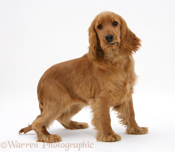 Red/Golden English Cocker Spaniel, 5 months old, white background