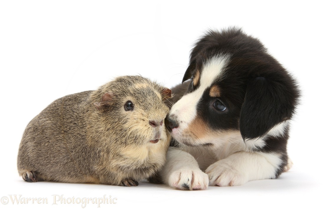 Guinea pig and black-and-white Border Collie puppy, 6 weeks old, white background