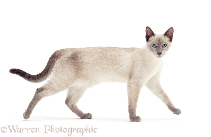 Blue-point Siamese cross cat, walking across, white background