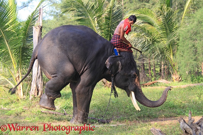 Mahout, getting his elephant to perform a trick.  Thailand