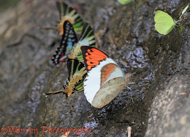 Great Orange Tip (Hebomoia glaucippe) and other tropical butterflies, drinking.  Thailand