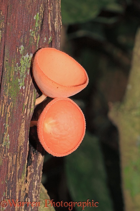 Cup fungi (Cookeina sp).  Khao Sok, Thailand