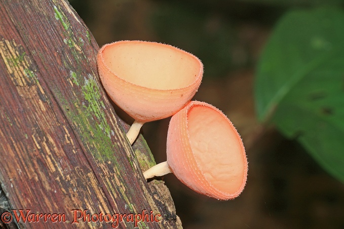 Cup fungi (Cookeina sp).  Khao Sok, Thailand