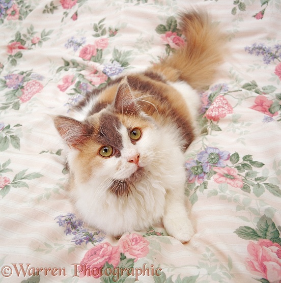 Blue-cream-and-white Persian-cross female cat lounging on a quilt
