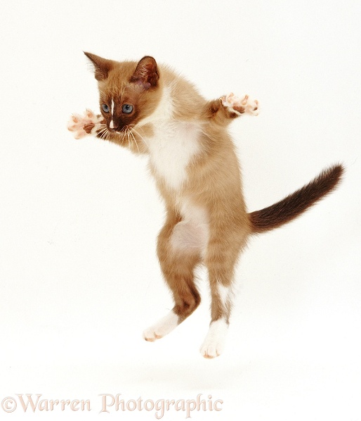 Burmese x Rex kitten leaping, white background
