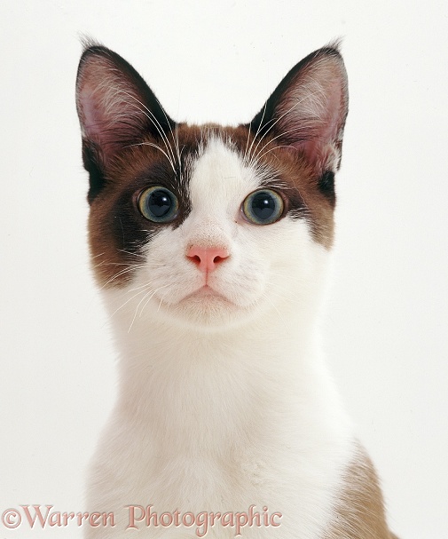 Burmese-cross bicolour cat, Mousse, white background