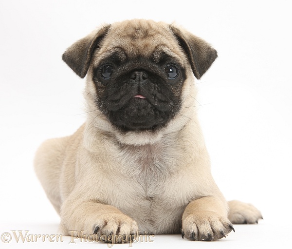 Fawn Pug pup, 8 weeks old, lying with head up, white background