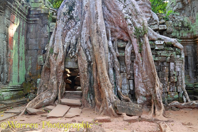 Tree roots growing on Ta Prohm Temple.  Angkor, Cambodia