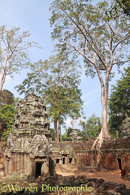 Ta Prohm Temple.  Angkor, Cambodia