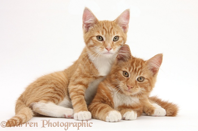 Two ginger kittens, Tom and Butch, 3 months old, lounging together, white background