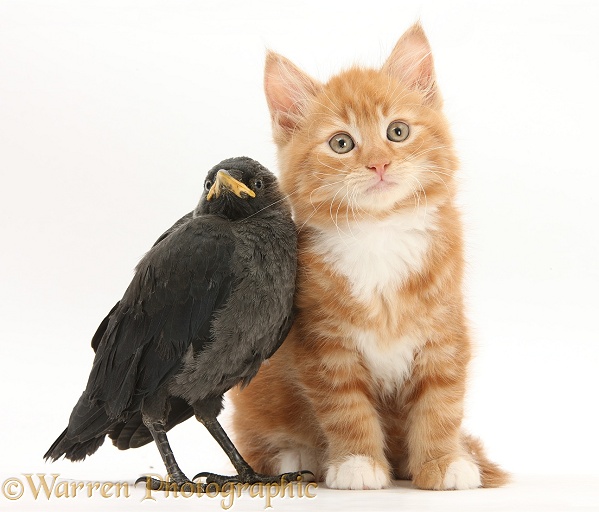 Ginger kitten, Butch, 10 weeks old, and baby Jackdaw (Corvus monedula), white background