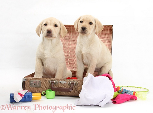 Naughty Yellow Labrador Retriever pups, 9 weeks old, busy unpacking a child's suitcase, white background