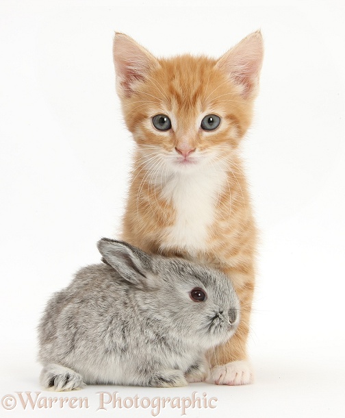 Ginger kitten, Tom, 7 weeks old, and baby silver Lop rabbit, white background