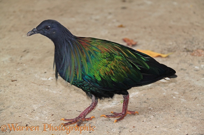 Nicobar Pigeon (Caloenas nicobarica).  Tropical islands, S E Asia