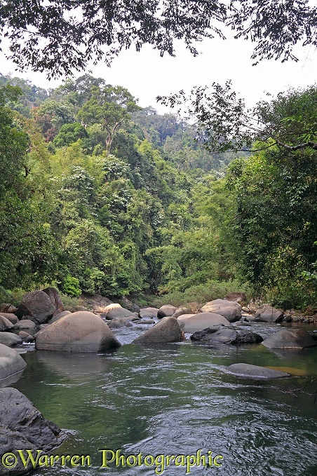 River in tropical forest.  Khao Sok, Thailand