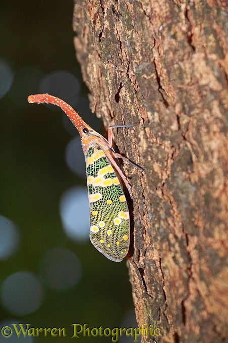 Lantern Bug (Pyrops candelaria).  S.E. Asia